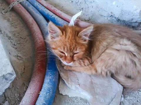 Dirty stray ginger kitten is slepping on construction site. Poor homeless ani 写真素材