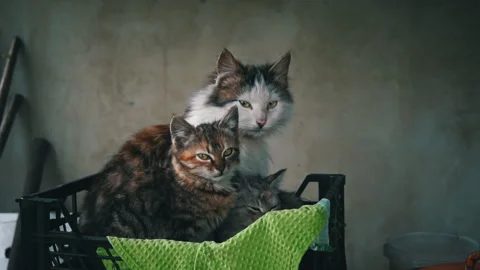 Dirty Stray Kittens are Warming Themselves with Their Mother in a Small Box Stock Footage 243630795