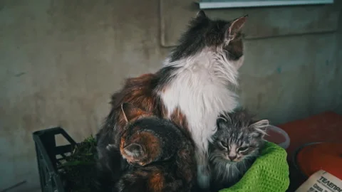 Dirty Stray Kittens are Warming Themselves with Their Mother in a Small Box Stock Footage 244344100
