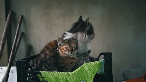 Dirty Stray Kittens are Warming Themselves with Their Mother in a Small Box Stock Footage 244978176