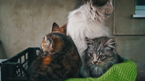 Dirty Stray Kittens are Warming Themselves with Their Mother in a Small Box Stock Footage 244978739
