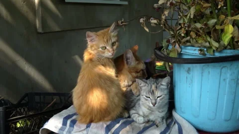 Dirty Stray Kittens are Warming Themselves with Their Mother in a Small Box Stock Footage 252176084
