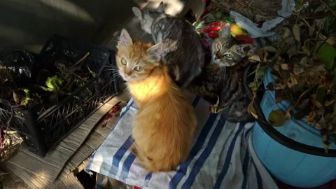 Dirty Stray Kittens are Warming Themselves with Their Mother in a Small Box Stock Footage 252176181