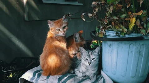 Dirty Stray Kittens are Warming Themselves with Their Mother in a Small Box Stock Footage 252176905