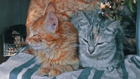 Dirty Stray Kittens are Warming Themselves with Their Mother in a Small Box Stock Footage 252177113