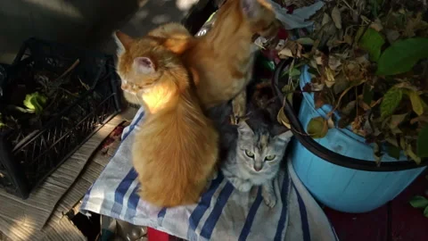 Dirty Stray Kittens are Warming Themselves with Their Mother in a Small Box Stock Footage 252193114