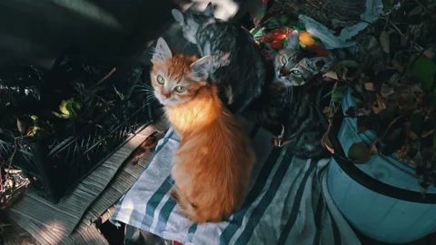 Dirty Stray Kittens are Warming Themselves with Their Mother in a Small Box Stock Footage 252193660