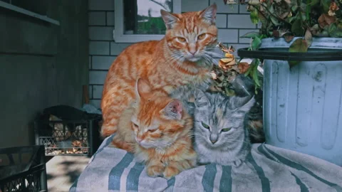 Dirty Stray Kittens are Warming Themselves with Their Mother in a Small Box Stock Footage 255550535