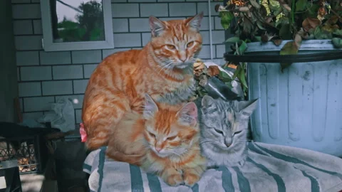 Dirty Stray Kittens are Warming Themselves with Their Mother in a Small Box Stock Footage 255550593