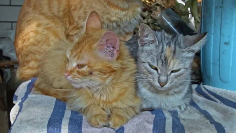 Dirty Stray Kittens are Warming Themselves with Their Mother in a Small Box Stock Footage 256096261