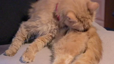 Dirty stray kitty infected with flea disease licking fluffy fur. cute ginger cat Stockbeeldmateriaal 162692213