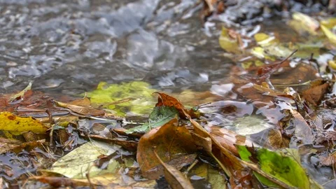 A dirty stream flows over stones. Yellow leaves lie on the ground Stock Footage 117412670
