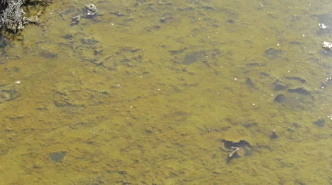 Dirty stream with lumps Stock Footage 41391664