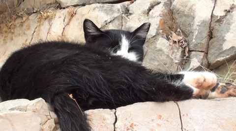 Dirty street cat drowse on a rock Stock Footage 30462896