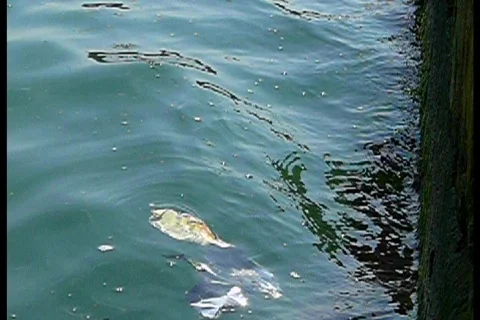 Dirty surf Video stock 757280