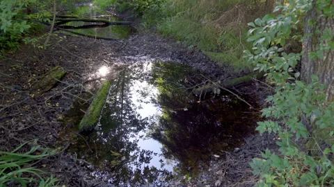 The dirty swamp on the middle of the forest Stock Footage 140981520