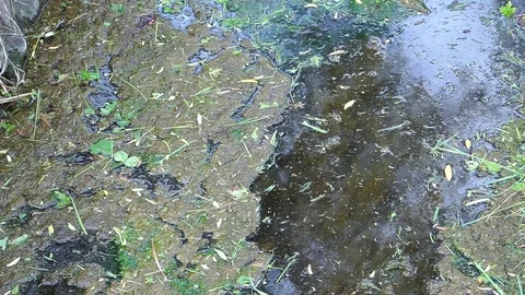 Dirty swampy mud. Stock Footage 76596262