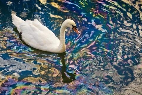 Dirty swans Stock Photos