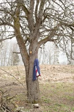 Dirty  sweater hanging on a tree Stock Photos