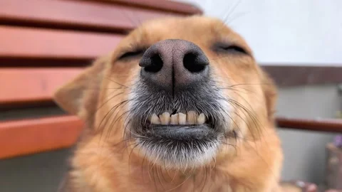 Dirty teeth of a dog close-up Stock Footage 152797792