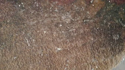 Dirty textured brown doormat surface for cleaning footwear motion video footage Stock Footage 337897051
