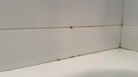 Dirty tile wall with mold in the bathroom. Stock Footage 304177272