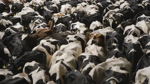 Dirty Tormented Scrawny Cows Crowd in a Slaughterhouse. Stock Footage 128491751