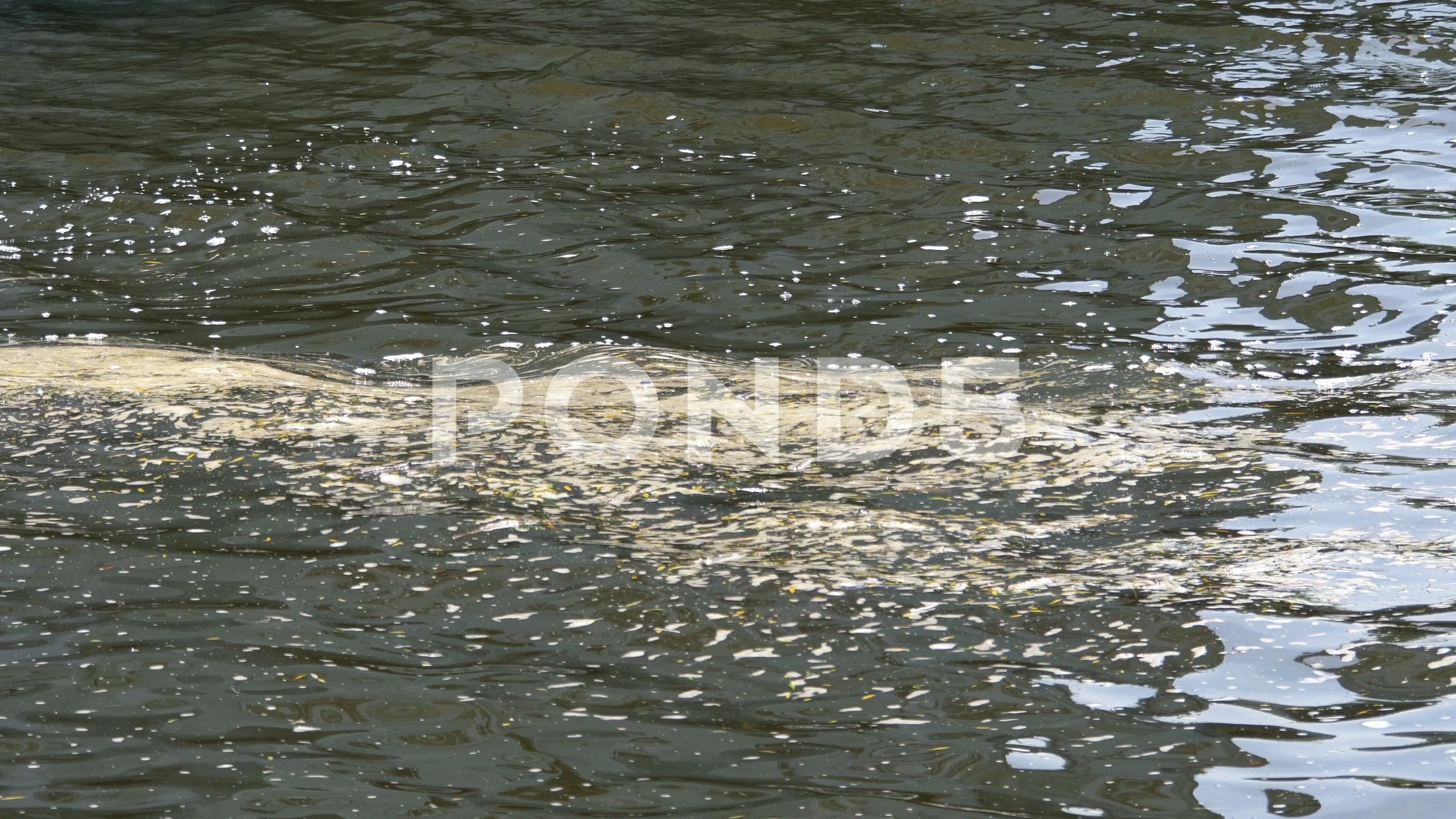 Dirty water in 4K Slow motion | Stock Video | Pond5