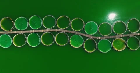 Dirty Water Algae Plankton Large Scale Fish Breeders Vibrant Deep Green Aerial Stock Footage 300508521