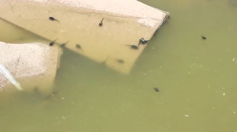 Dirty Water Animals Stock Footage 46113308