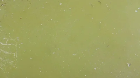Dirty water with fish. Stock Footage 12135193