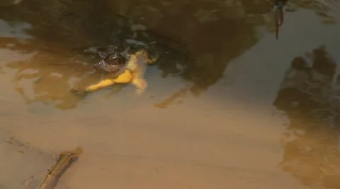 Dirty water flows 스톡 동영상 21520713