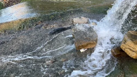Dirty water flows from the pipe into the river. Sewerage, treatment facilities Stock Footage 205948438