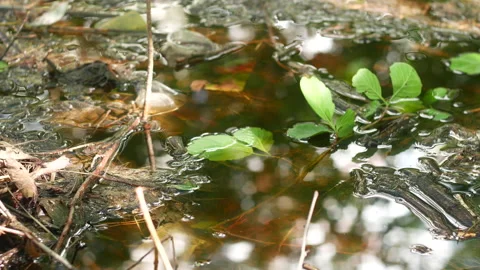 Dirty water in the forest Stock Footage 234301800