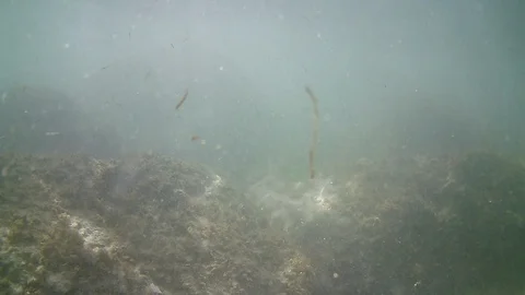 Dirty water in the mediterranean Stock Footage 116158360