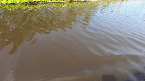 Dirty water reflection boat view sunny day in a mangrove forest 스톡 동영상 234313536