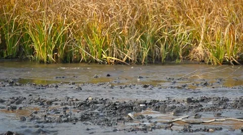 Dirty water in the river Stock Footage 43462407