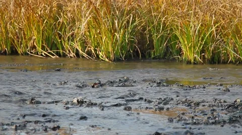 Dirty water in the river Stock Footage 43467572