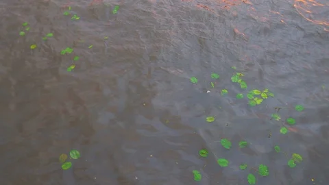 Dirty water of river full screen view, green leaves on surface Stock Footage 111268211