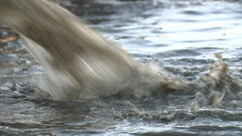 Dirty water squirt flow from pipe in waterworks treatment plant. Static shot Stock Footage 109645663