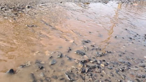 Dirty water streaming over small rocks after heavy rain. Stock Footage 329971289