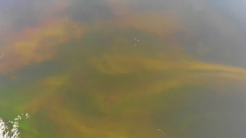 Dirty Waters of a Pond Stock Footage 129543547