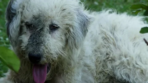 Dirty white fluffy dog ??is lying on a green lawn. Stock Footage 153557071