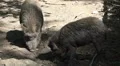 Dirty wild boars on muddy ground at a sunny day HD Footage