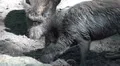 Dirty wild boars very close up on muddy ground HD Footage
