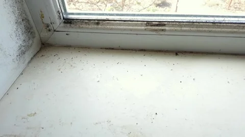 Dirty windowsill with dead flies and mold, showing signs of neglect and poor Stock Footage 333582801