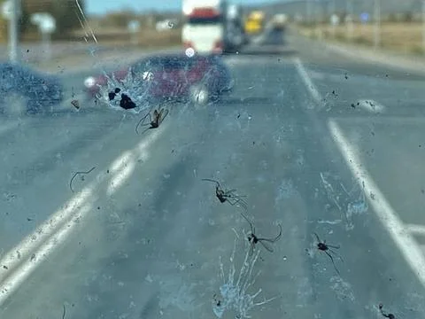 Dirty windshield of car in summer when there are a lot of mosquitoes. Foto stock