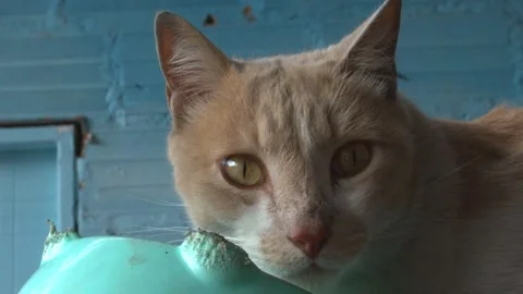 Dirty workshop cat eats close-up Stock Footage 301403904