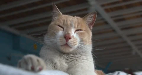 Dirty workshop cat rests close-up Video stock 301403908