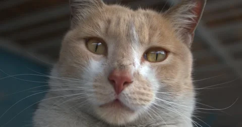 Dirty workshop cat stares close-up Stock Footage 301403909